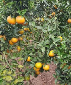 Cam lòng vàng (cam Vinh) Ngọt thơm 7 camlongvang 01