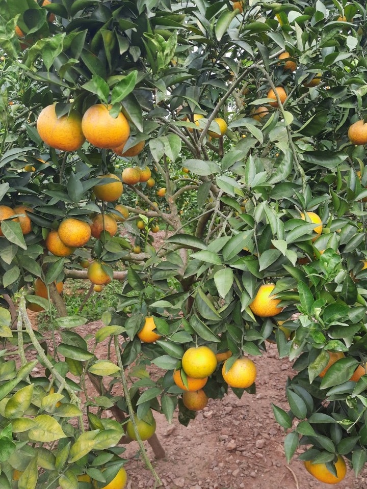 Cam lòng vàng (cam Vinh) Ngọt thơm 4 camlongvang 01