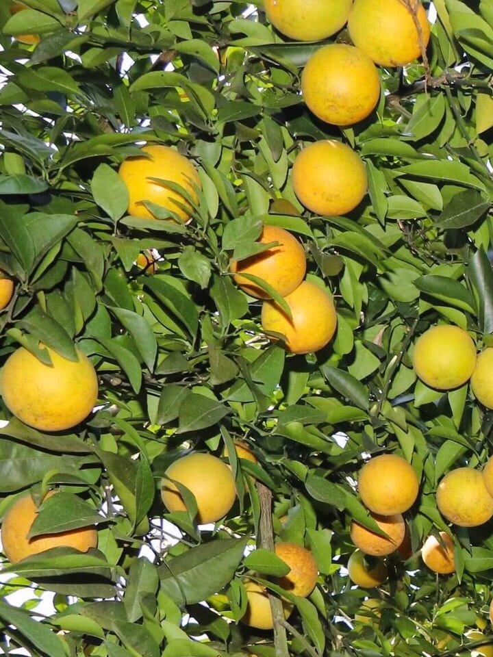 Cam lòng vàng (cam Vinh) Ngọt thơm 2 camlongvang 03