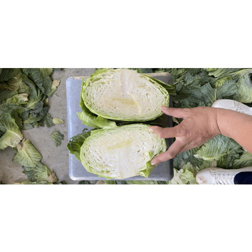 Bắp cải Hải Dương ( 9-10 bắp/ túi ) 6 bap03