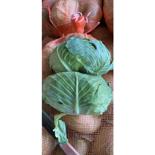 Bắp cải Hải Dương ( 9-10 bắp/ túi ) 5 bap04