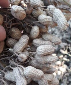 Đặc sản Lạc đỏ Sa Lý 9 lacdo 01