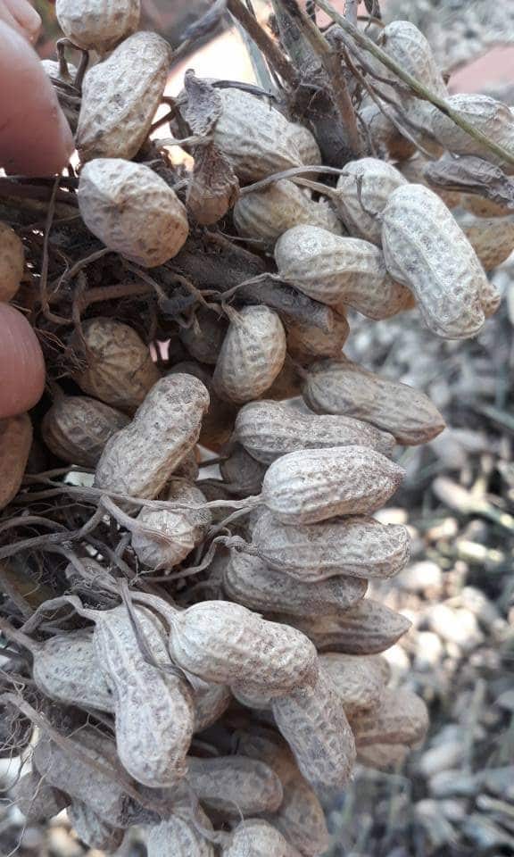 Đặc sản Lạc đỏ Sa Lý 6 lacdo 01