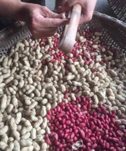 Đặc sản Lạc đỏ Sa Lý 8 lacdo 02