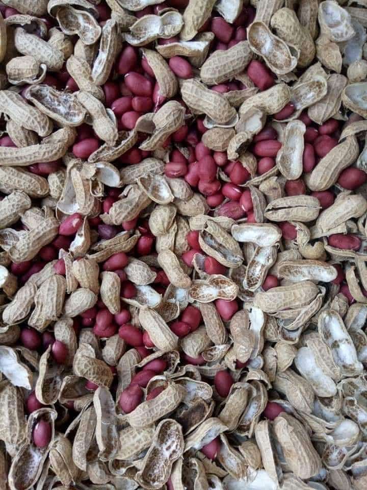 Đặc sản Lạc đỏ Sa Lý 4 lacdo 03