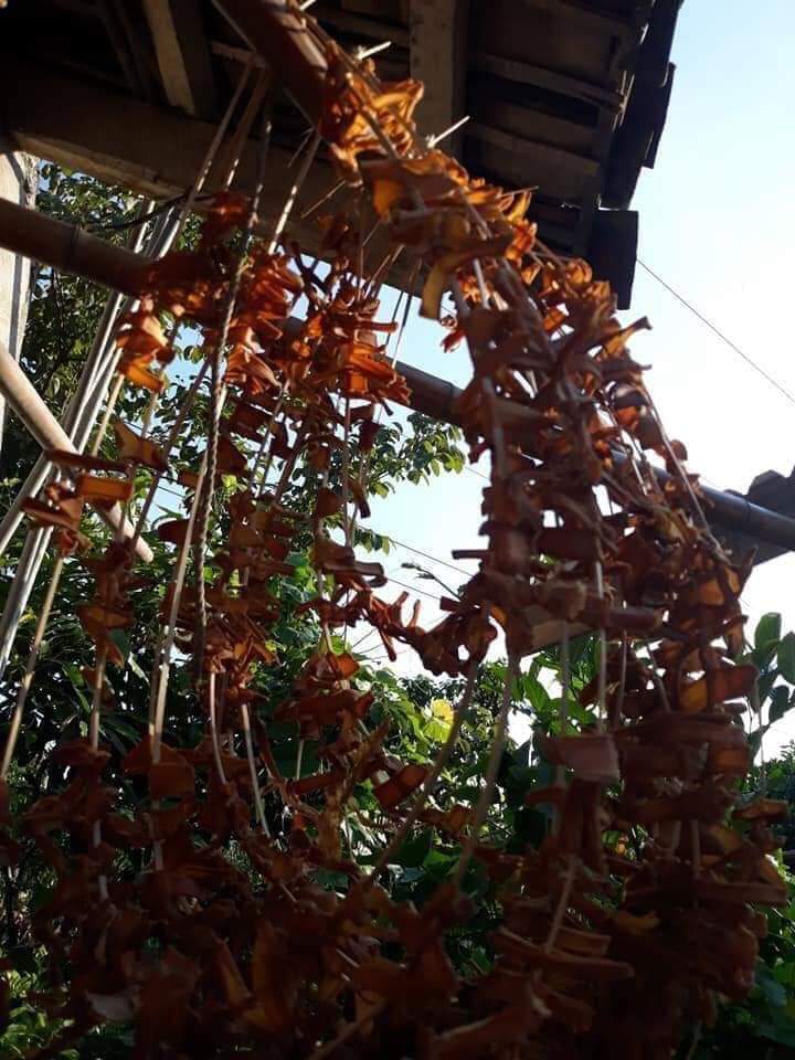 Măng giang rừng Sa Lý 4 manggiang 02