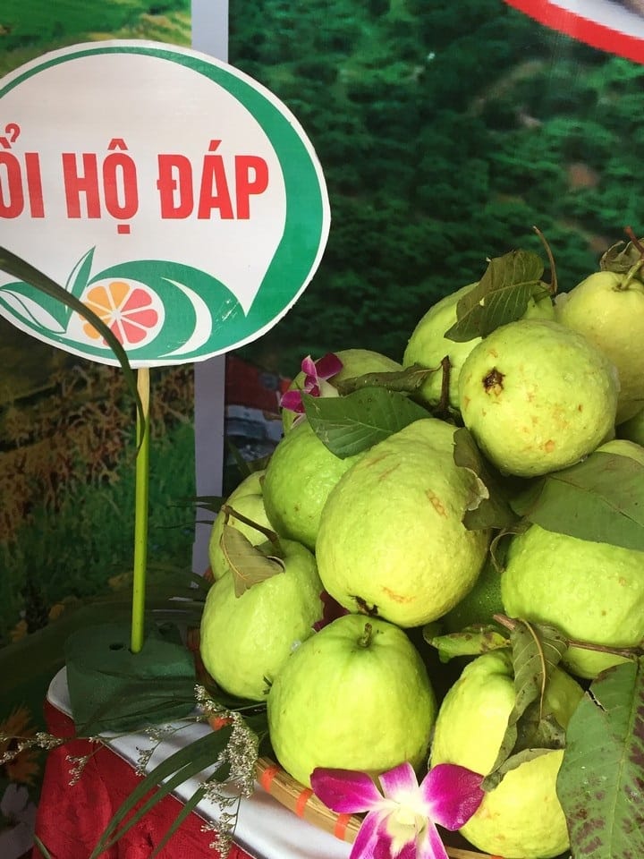 Ổi sạch Hộ Đáp 2 oi 01