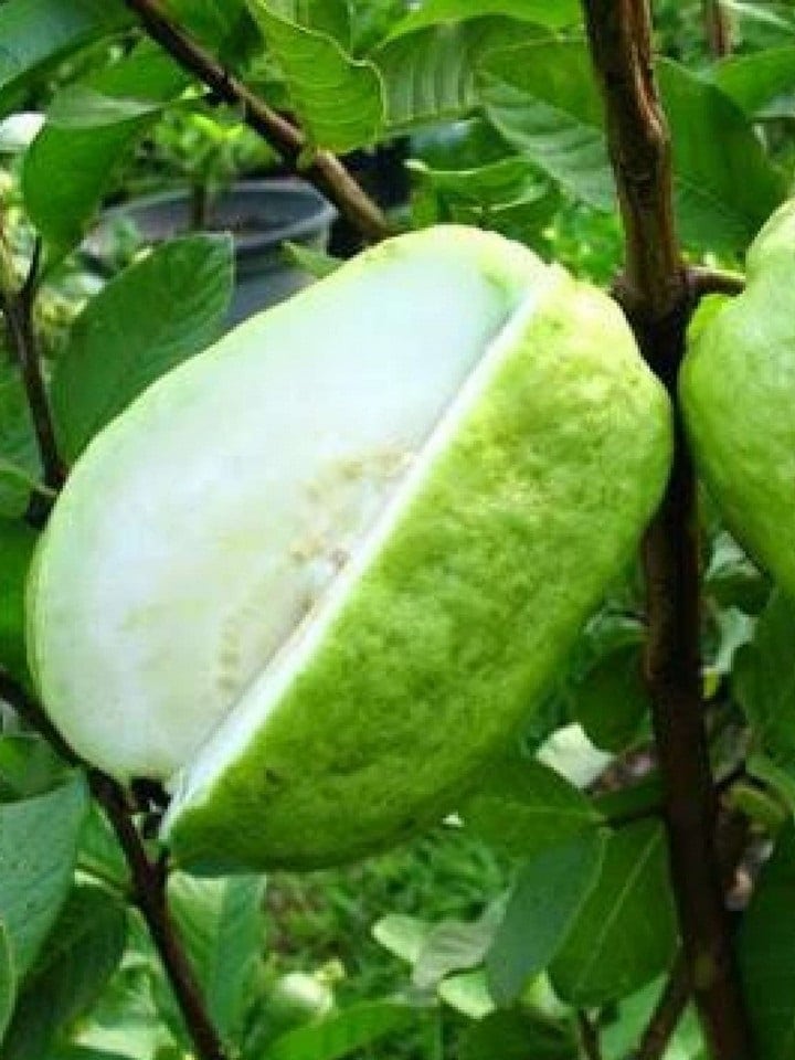 Ổi sạch Hộ Đáp 4 oi 03