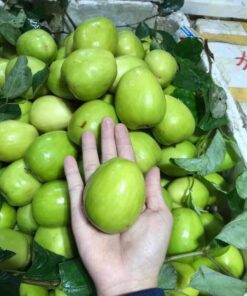 Táo Xuân Lục Ngạn Ngọt Giòn Siêu Ngon 7 tao xuan 3