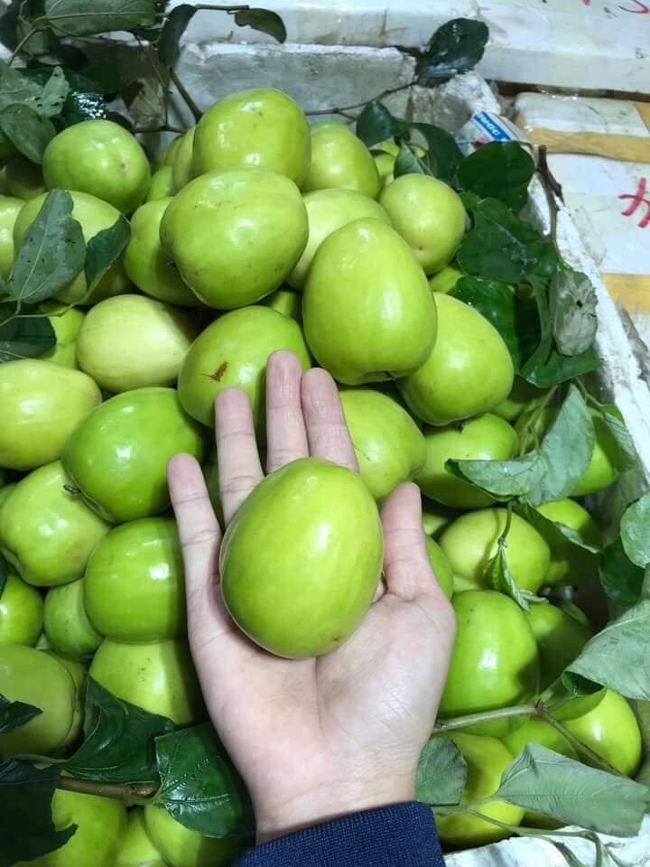 Táo Xuân Lục Ngạn Ngọt Giòn Siêu Ngon 5 tao xuan 3