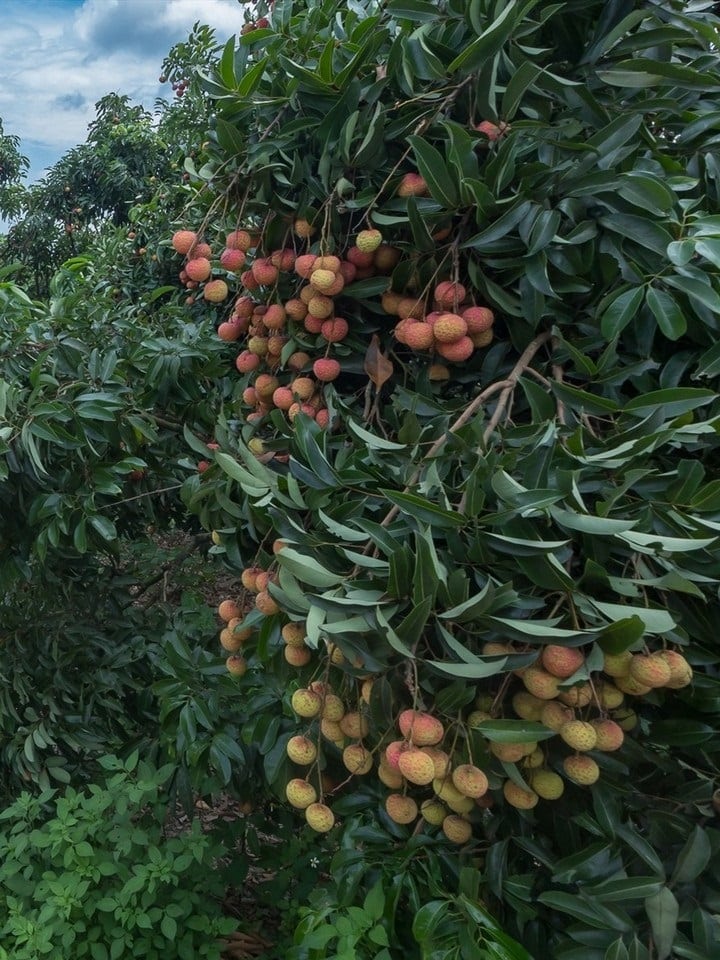 Vải thiều VietGAP Hộ Đáp 3 vaithieu 01