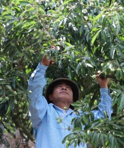 Vải thiều VietGAP Hộ Đáp 8 vaithieu 02