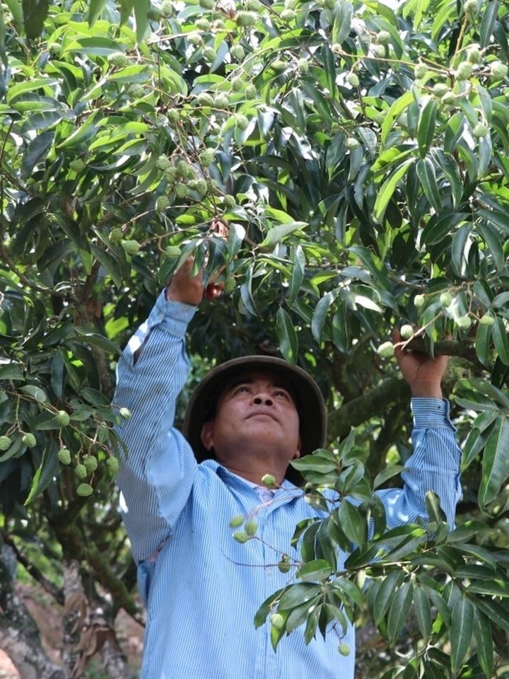 Vải thiều VietGAP Hộ Đáp 4 vaithieu 02