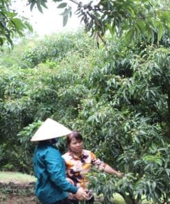 Vải thiều VietGAP Hộ Đáp 9 vaithieu 03