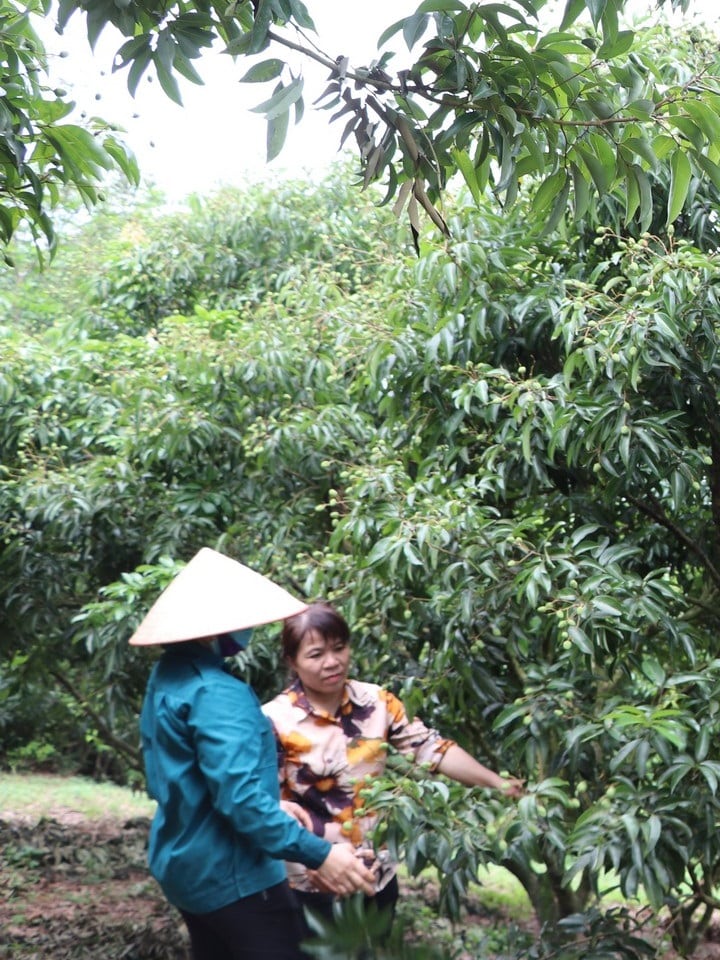 Vải thiều VietGAP Hộ Đáp 5 vaithieu 03