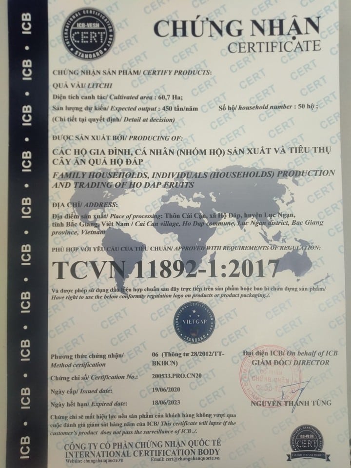 Vải thiều VietGAP Hộ Đáp 6 vaithieu 04