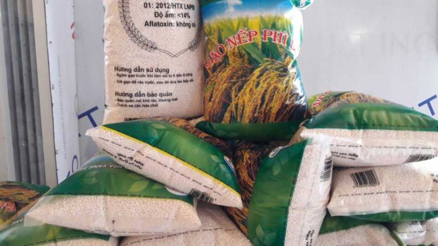 Nếp cái hoa vàng Phì Điền 4 z2176046682083 08d1a12db5b98641c82fb3e145565a55