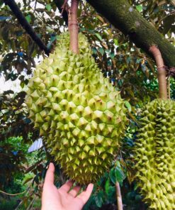 Sầu riêng RI6 Tân Phú