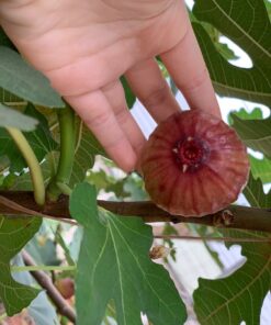 Figs1