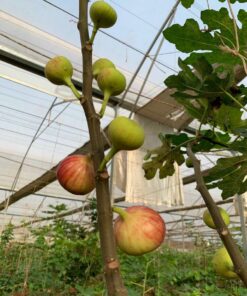 Figs3