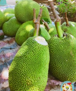 Mít Thái Tân Phú Siêu Ngọt Siêu Ngon