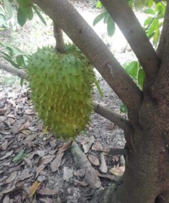 Soursop 02