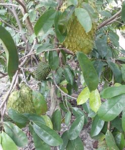 Soursop 04