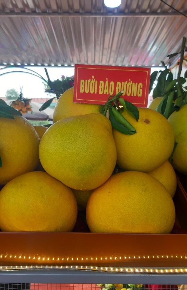Bưởi đào đường (Bưởi đỏ) Ngon Ngọt 3 buoidao 01