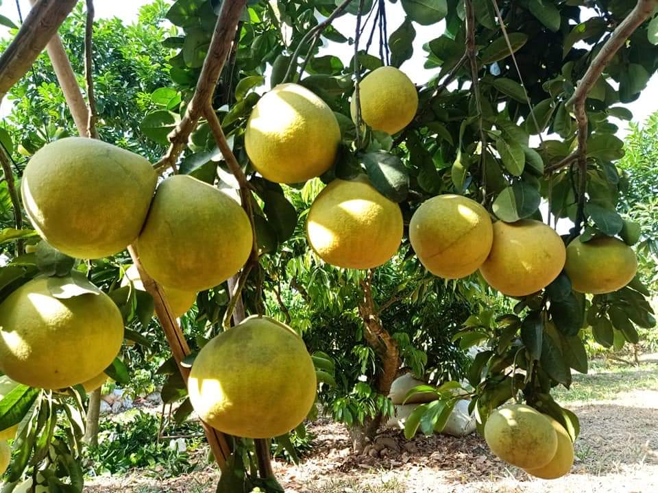 Bưởi đào đường (Bưởi đỏ) Ngon Ngọt 4 buoidao 03