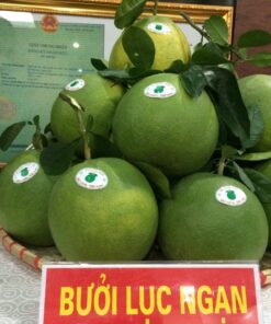 buoidaxanh 01