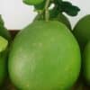 Bưởi da xanh Tân Phú 2 buoidaxanh 01 3