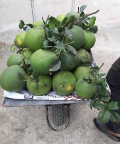 Bưởi da xanh miền Tây 9 buoidaxanh 03 2