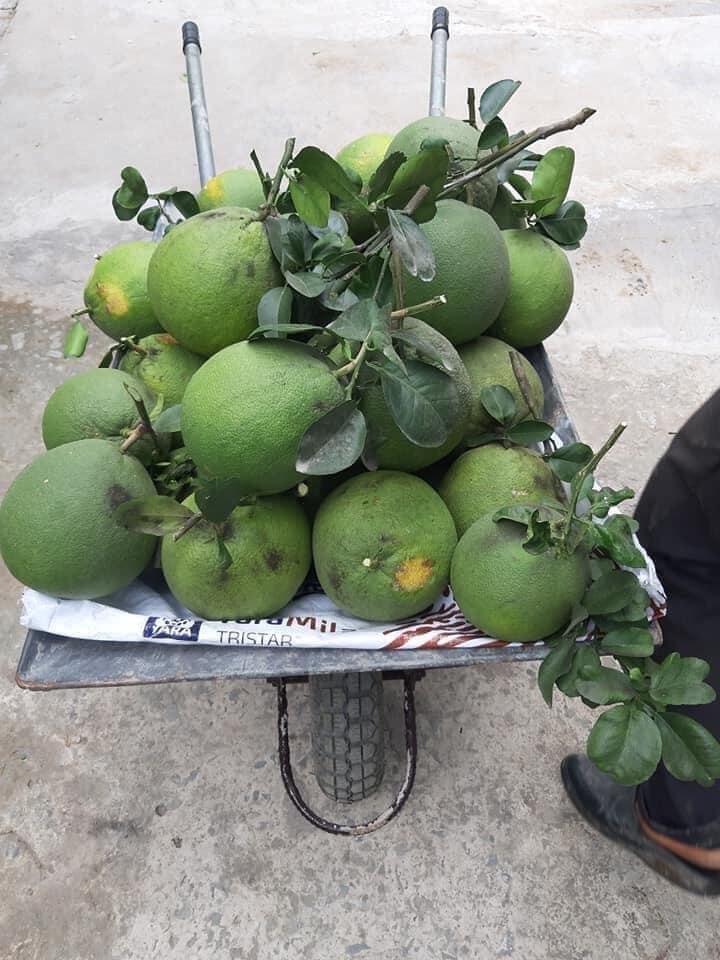 Bưởi da xanh miền Tây 5 buoidaxanh 03 2