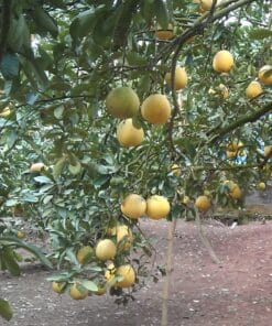 Bưởi ngọt (bưởi Diễn) 7 buoingot 01