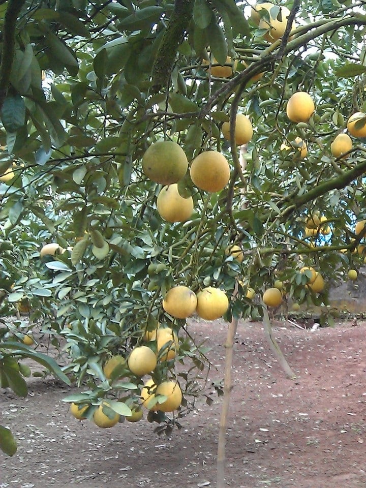 Bưởi ngọt (bưởi Diễn) 4 buoingot 04