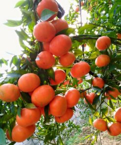 Cam ngọt (cam đường canh) Siêu Ngon,mọng nước 7 camcanh 03