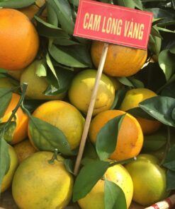 Cam lòng vàng (cam Vinh)