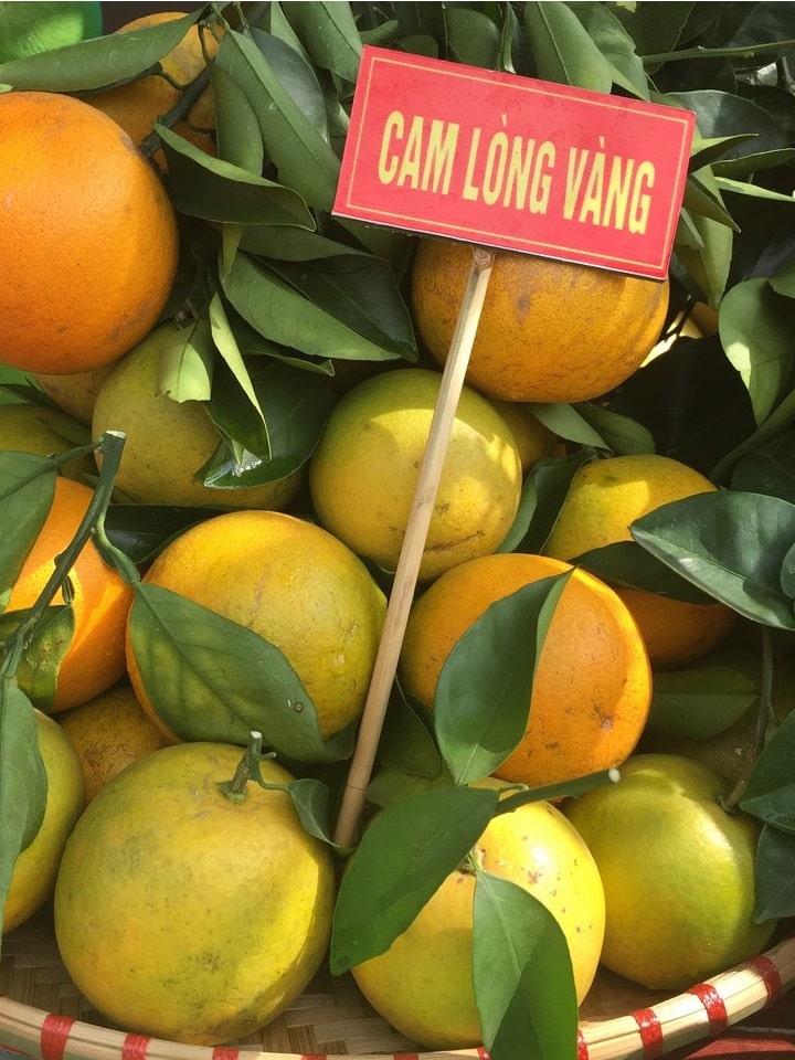 Cam lòng vàng (cam Vinh) 3 camlongvang 01 1