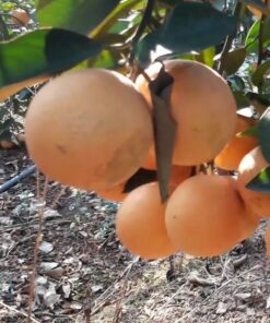 Cam lòng vàng (cam Vinh) 8 camlongvang 02 1