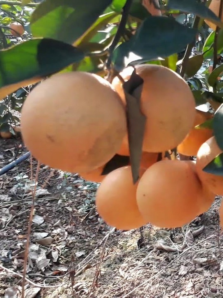 Cam lòng vàng (cam Vinh) 5 camlongvang 02 1