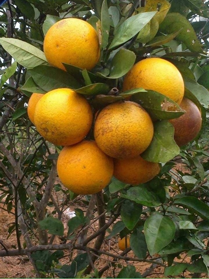 Cam lòng vàng (cam Vinh) 4 camlongvang 03 1