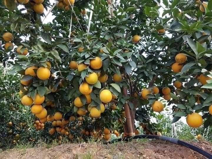 Cam lòng vàng (cam Vinh) 6 camlongvang 03