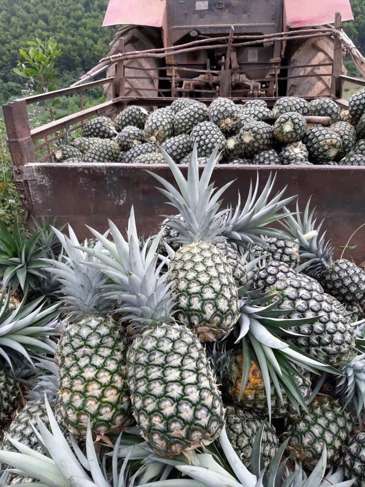 Dứa MD2 siêu mật ngọt 6 dua 02