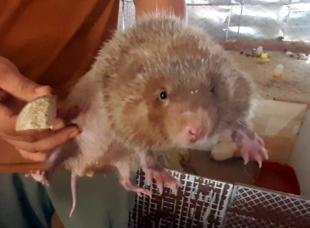 Dúi thương phẩm 2 dui 04