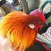 Gà rừng thương phẩm 1 garung 01