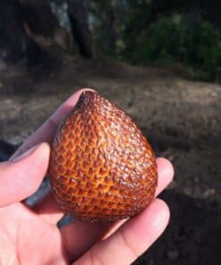 Trái mây Thái (Salak) Chua Ngọt 9 maythai 01