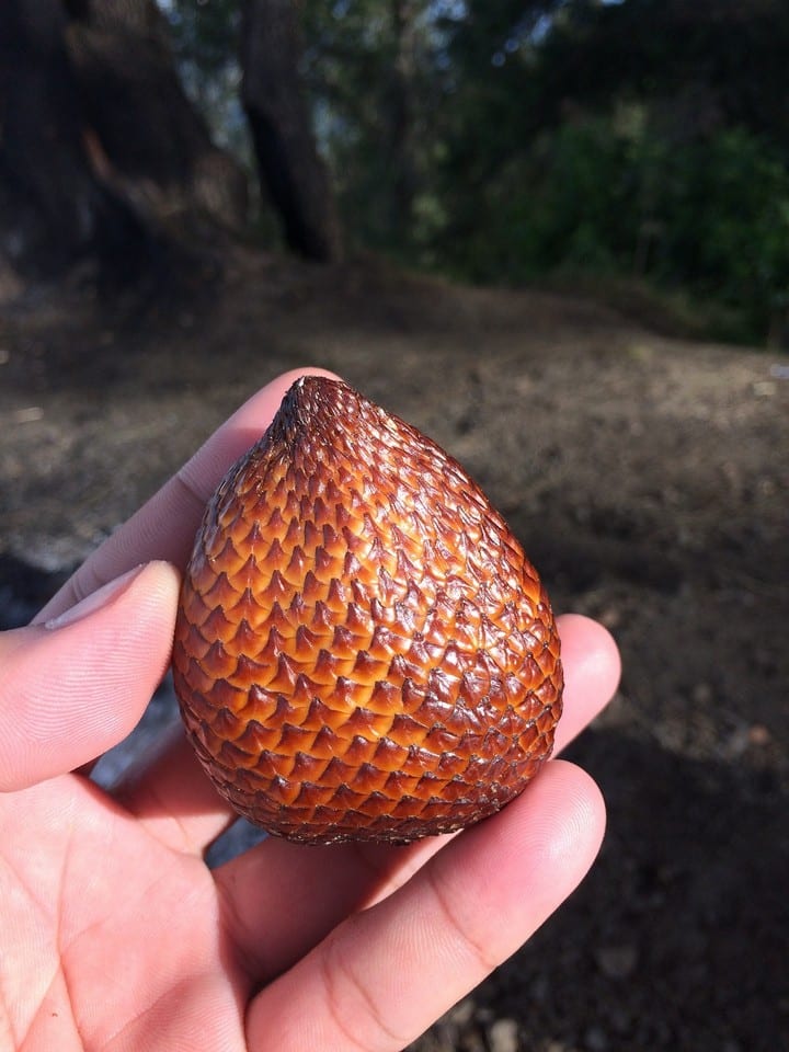 Trái mây Thái (Salak) Chua Ngọt 5 maythai 01