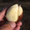 Trái mây Thái (Salak) Chua Ngọt 2 maythai 02