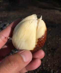 Trái mây Thái (Salak) Chua Ngọt
