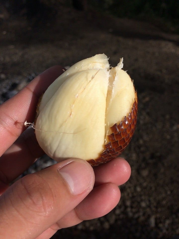 Trái mây Thái (Salak) Chua Ngọt 3 maythai 02